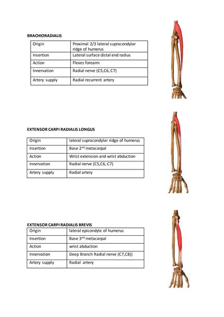 Posterior forearm | PPT