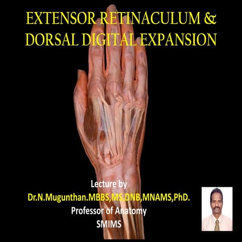 Extensor retinaculum & dorsal digital expansion Dr.N.Mugunthan