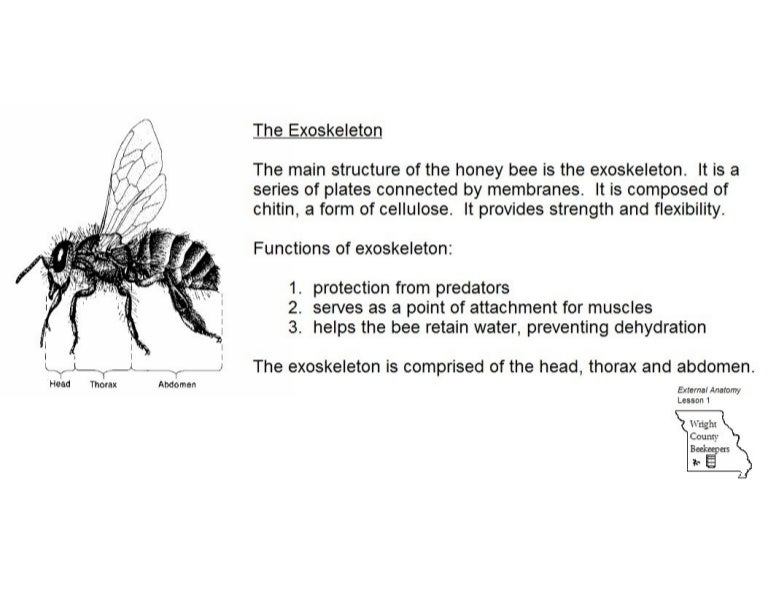 External anatomy of the honey bee
