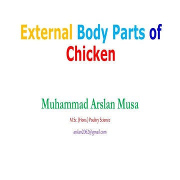 External Body Parts of Chicken