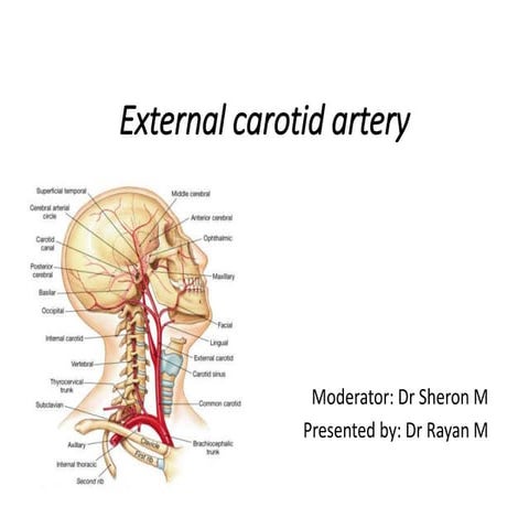 External carotid artery