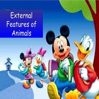 External features of animals