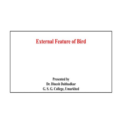 External features of birds