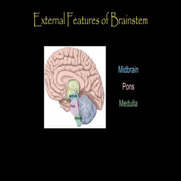 External features of brain stem (Anatomy).pdf