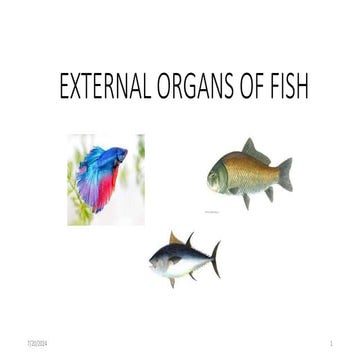 External Organ of Fish ( Anatomy of Fish )