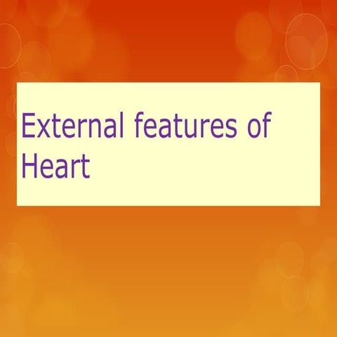 External features of heart