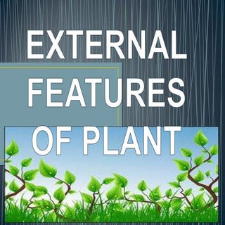 External features of plant
