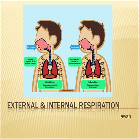 Grade 11 - External & Internal Respiration