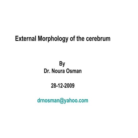 External Morphology Of The Cerebrum