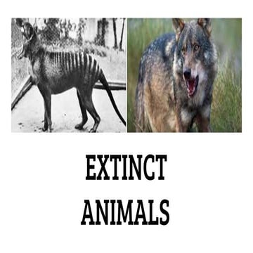 Tasmanian Tiger | PPTX