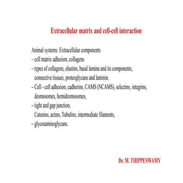 Extracellular matrix