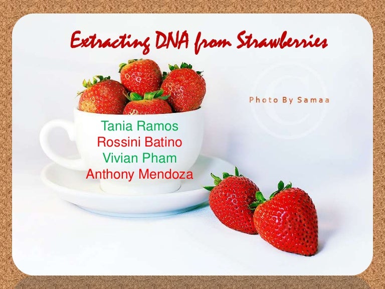 Extracting Dna From Strawberries Worksheets