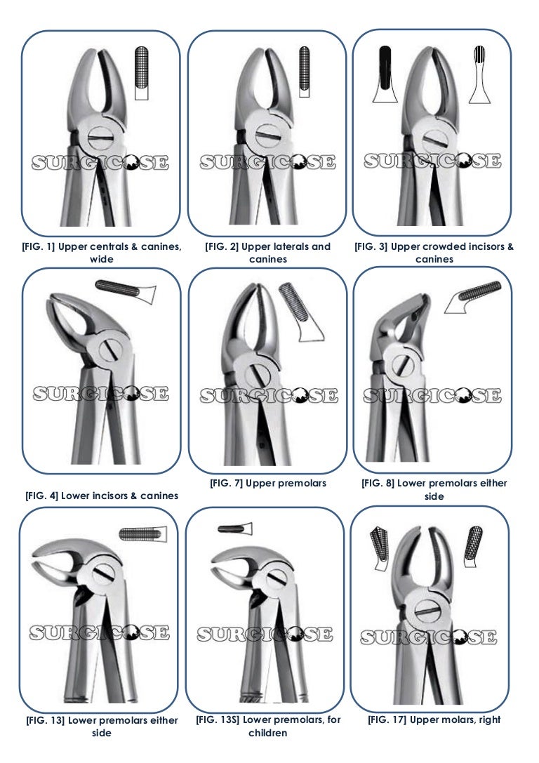 EXTRACTION FORCEPS (ENGLISH PATTERN) [SURGICOSE PK]