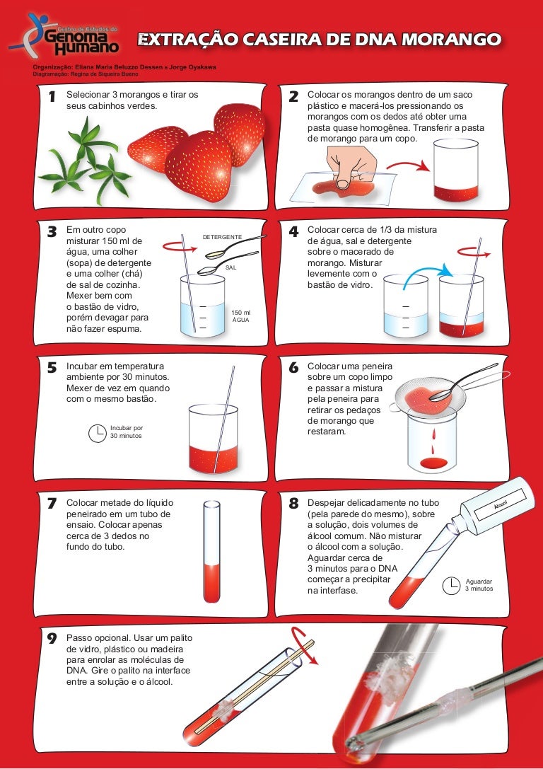 Qual Era O Objetivo Da Extração Dessa árvore