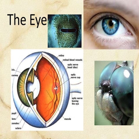 Eye