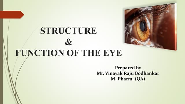 Human Eye