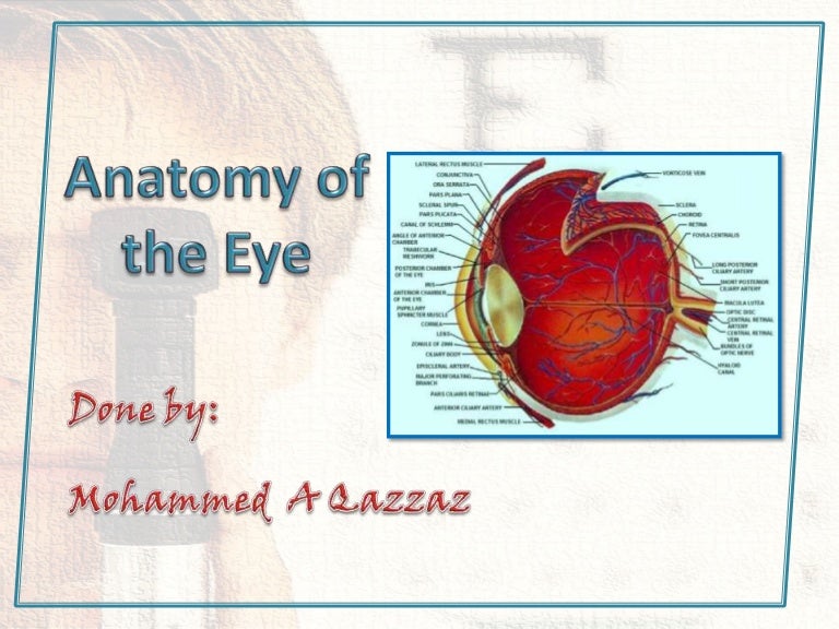 Eye anatomy