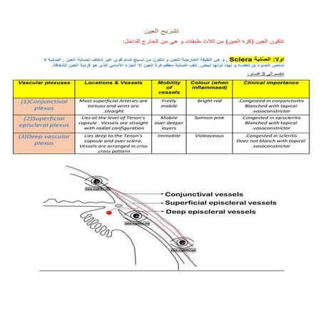 تشريح العين .docx