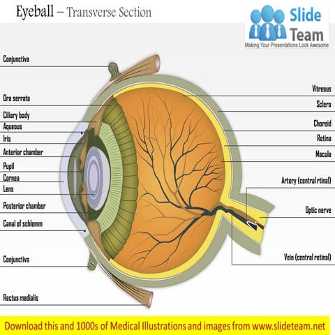 Eyeball – transverse section medical images for power point