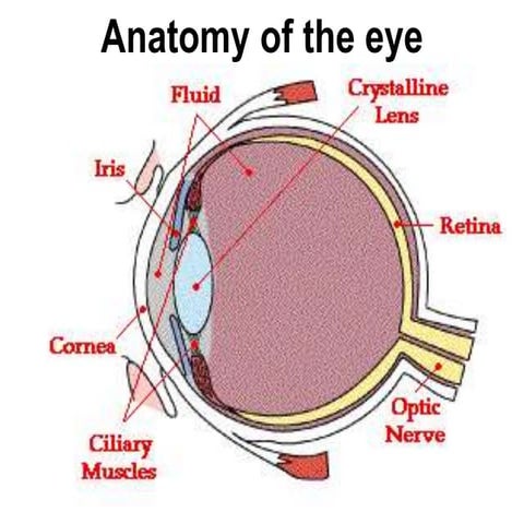 Nursing assessment and assessment of eye | PDF