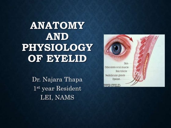 Eyelid Anatomy Ppt Anatomy Of Eye | PPT