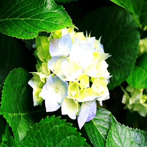 A Survey on Wireless Mesh Networks (WMN)