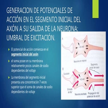 GENERACION DE POTENCIALES DE ACCIÓN EN EL SEGMENTO INICIAL DEL AXÓN A SU SALIDA DE LA NEURONA: UMBRAL DE EXCITACIÓN