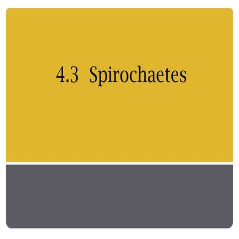 Spirochaetes