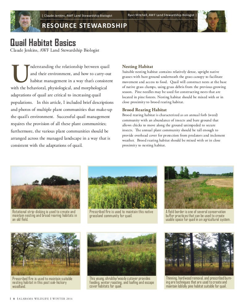 Quail Habitat Basics