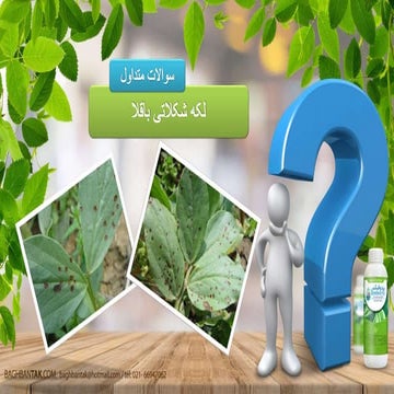 لکه شکلاتی باقلا