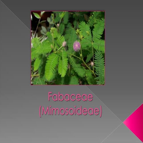 Fabaceae- Mimosoideae | PPTX