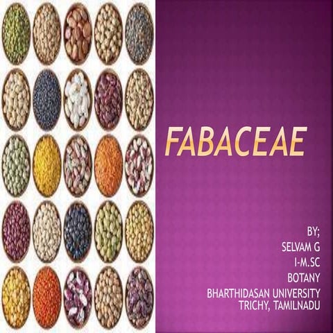 Fabaceae  IN TAXONOMY