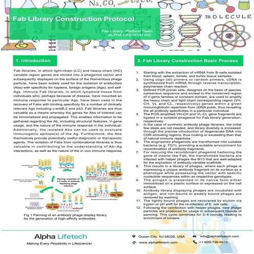 Fab library construction protocol.pdf