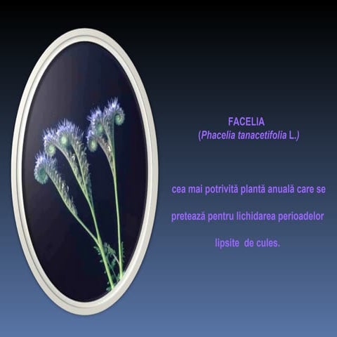 Facelia