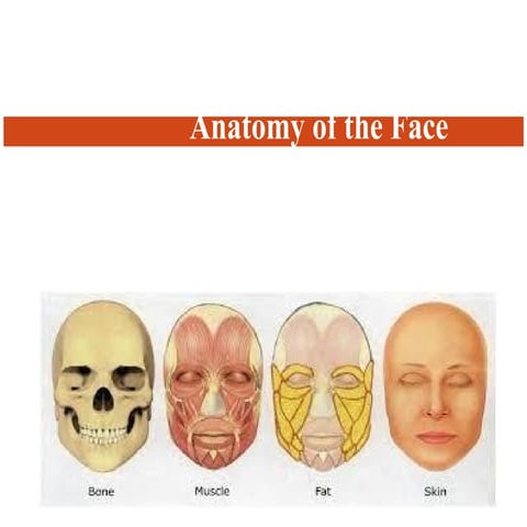 clinical anatomy of facial  muscles.pptx