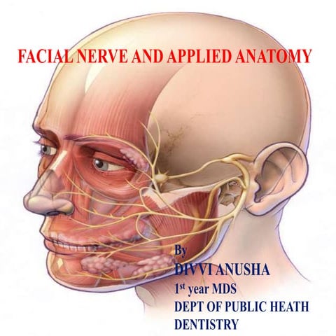 Facial nerve