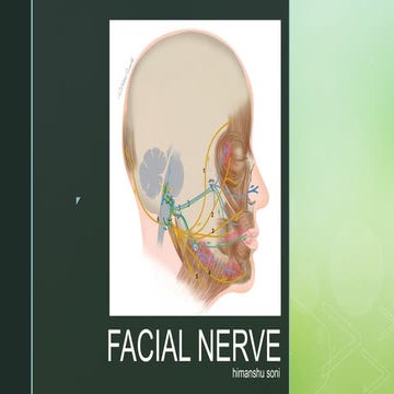 Facial nerve