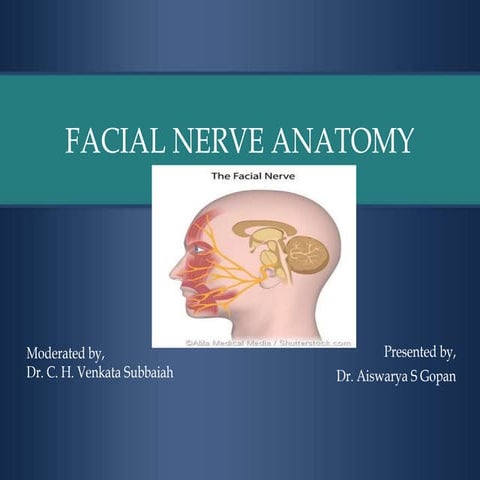 Facial nerve anatomy