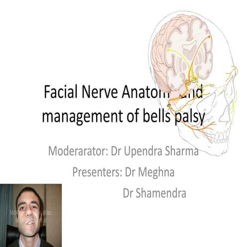 Facial nerve anatomy