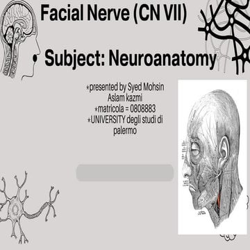 Comprehensive Neuroanatomy of the Facial Nerve (CN VII): Structure ...
