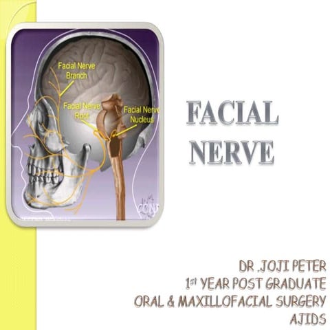Facialnerve