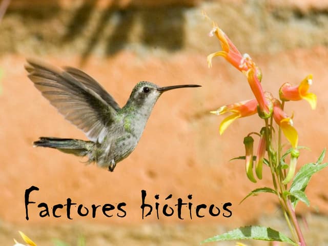 Factores bioticos