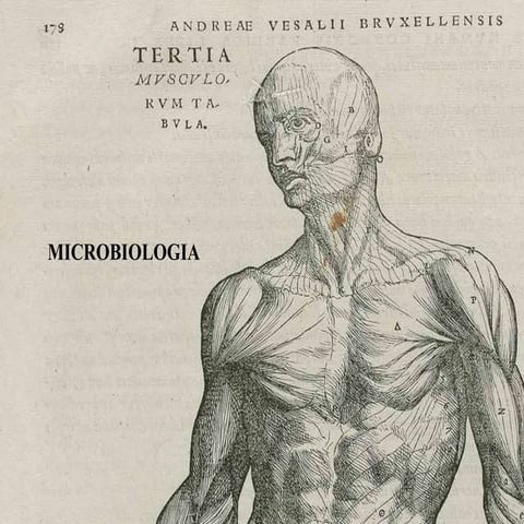 Factores de virulencia bacteriana