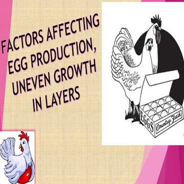 FACTORS AFFECTING  EGG PRODUCTION, UNEVEN GROWTH  IN LAYERS