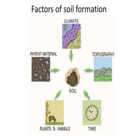 Factors of soil formation