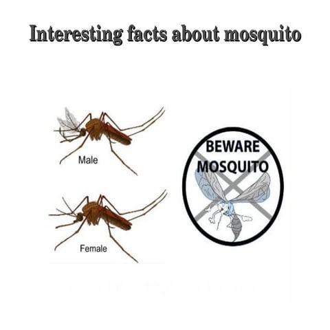 Some interesting facts about mosquito 