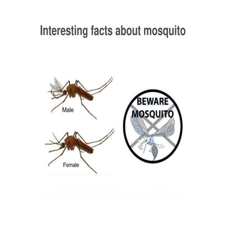 Some interesting facts about mosquito