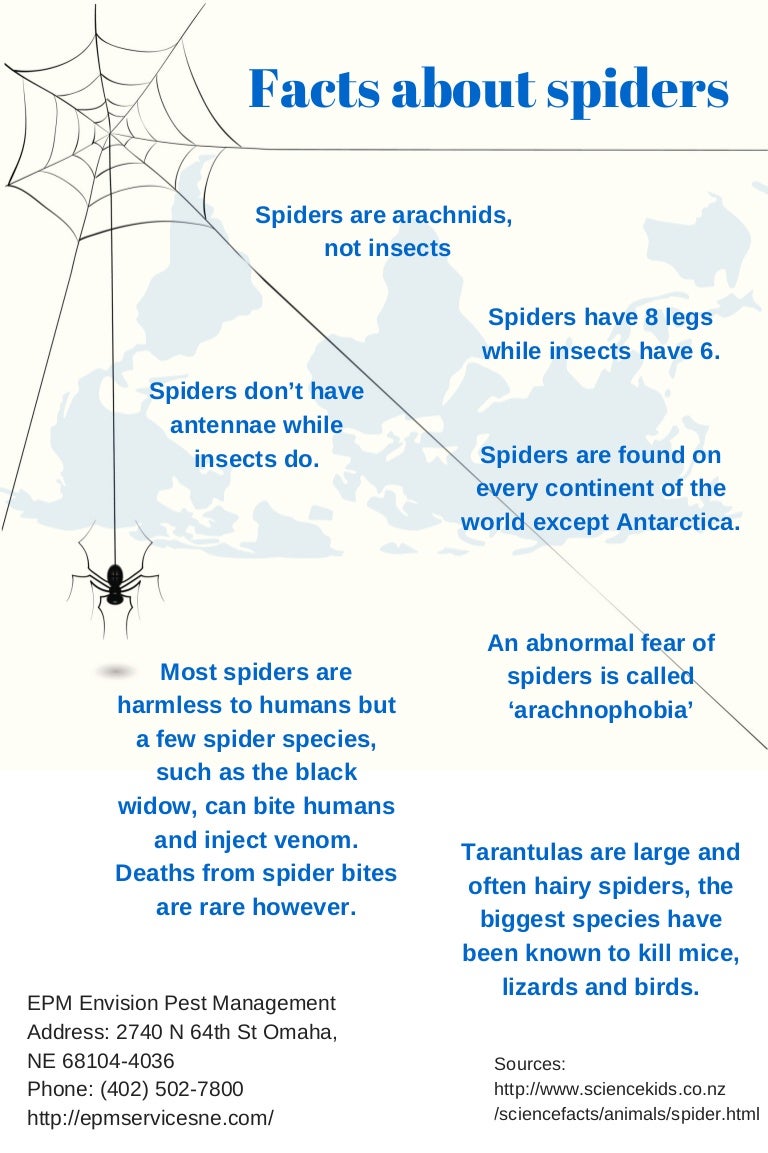 Facts about spiders