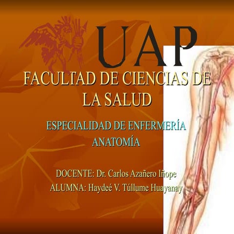 Vascularización del Miembro Superior