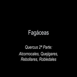 Fagáceas; quercus 2ª parte